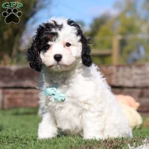 Max, Cavapoo Puppy